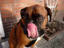 Oldenburg, Hundeernährung, Hundetrainer