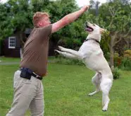 Hundetrainer, Niedersachsen, Sachkundenachweis Niedersachsen