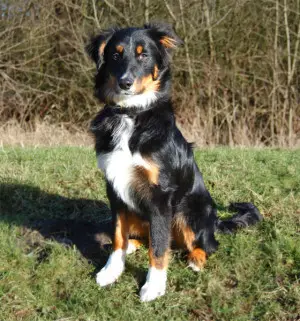 Verhalten Mensch Hund Team, Hundekommunikation, Fütterung Hund