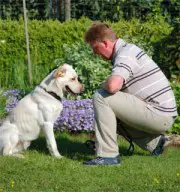 Zertifikat Hundetrainer, Ernährung Hund, Hundeführerschein